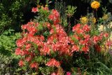 Rhododendron molle subspecies japonicum. Цветущее растение. Москва, ботанический сад МГУ \"Аптекарский огород\". 05.06.2009.