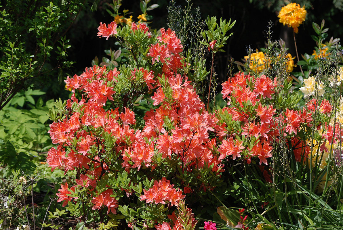 Image of Rhododendron molle ssp. japonicum specimen.