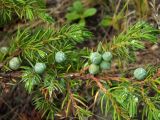 Juniperus sibirica. Часть ветки с незрелыми шишкоягодами. Магаданская обл., окр. г. Магадан, бухта Нагаева, Морпортовская сопка, курумник. 18.07.2013.