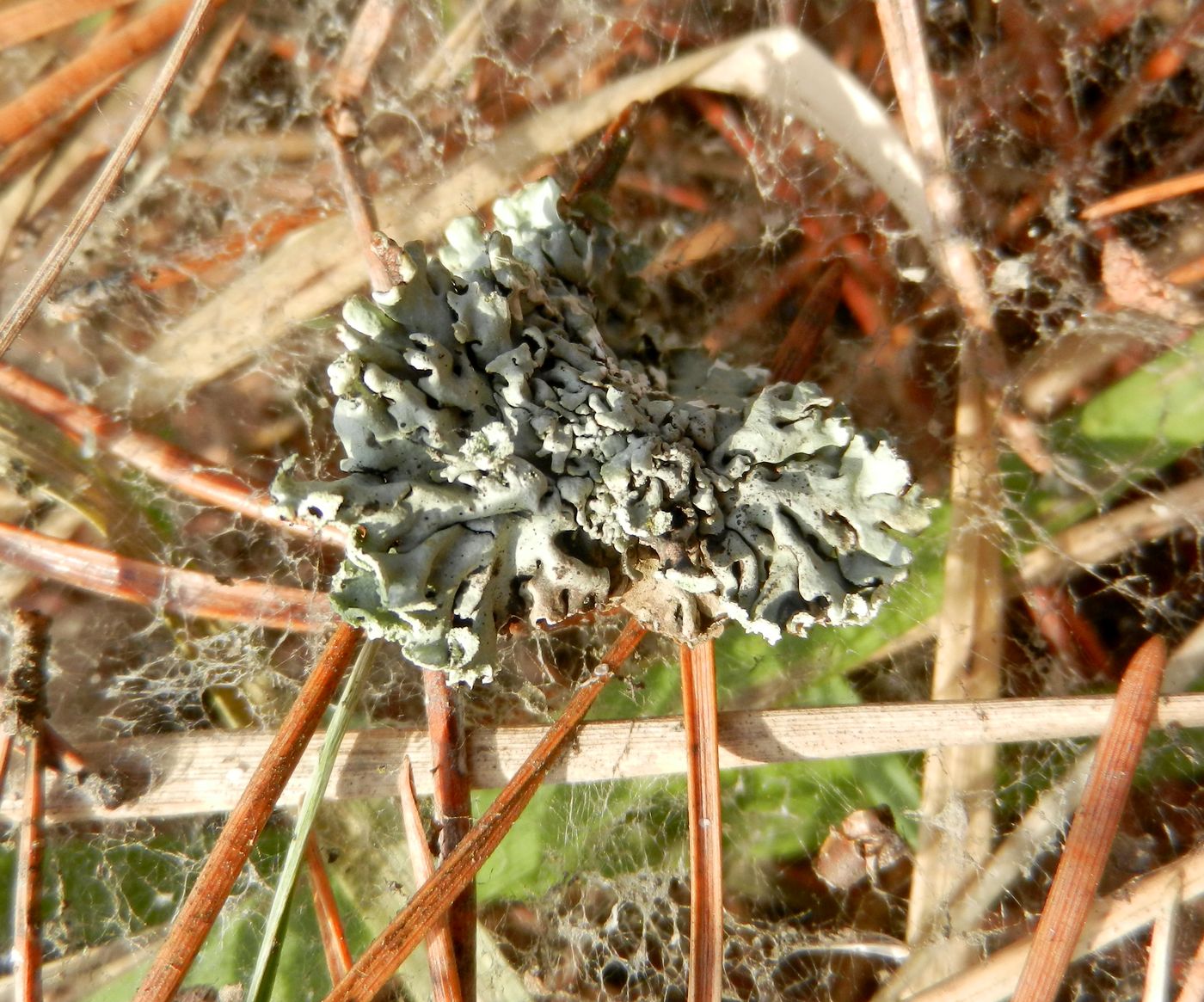 Image of Hypogymnia physodes specimen.