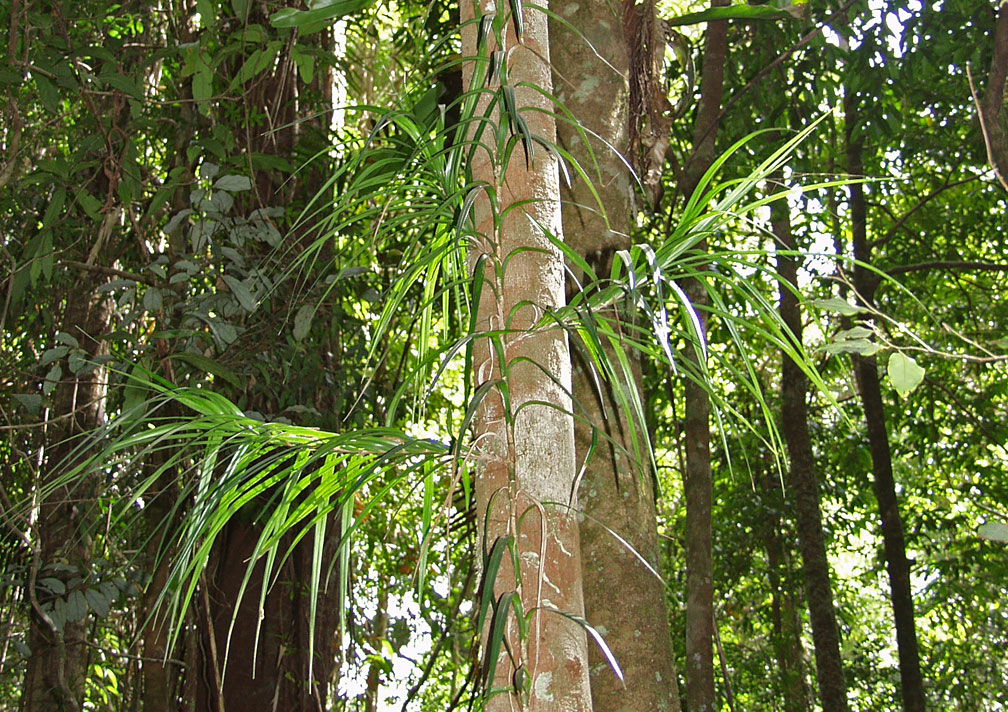 Изображение особи Freycinetia excelsa.