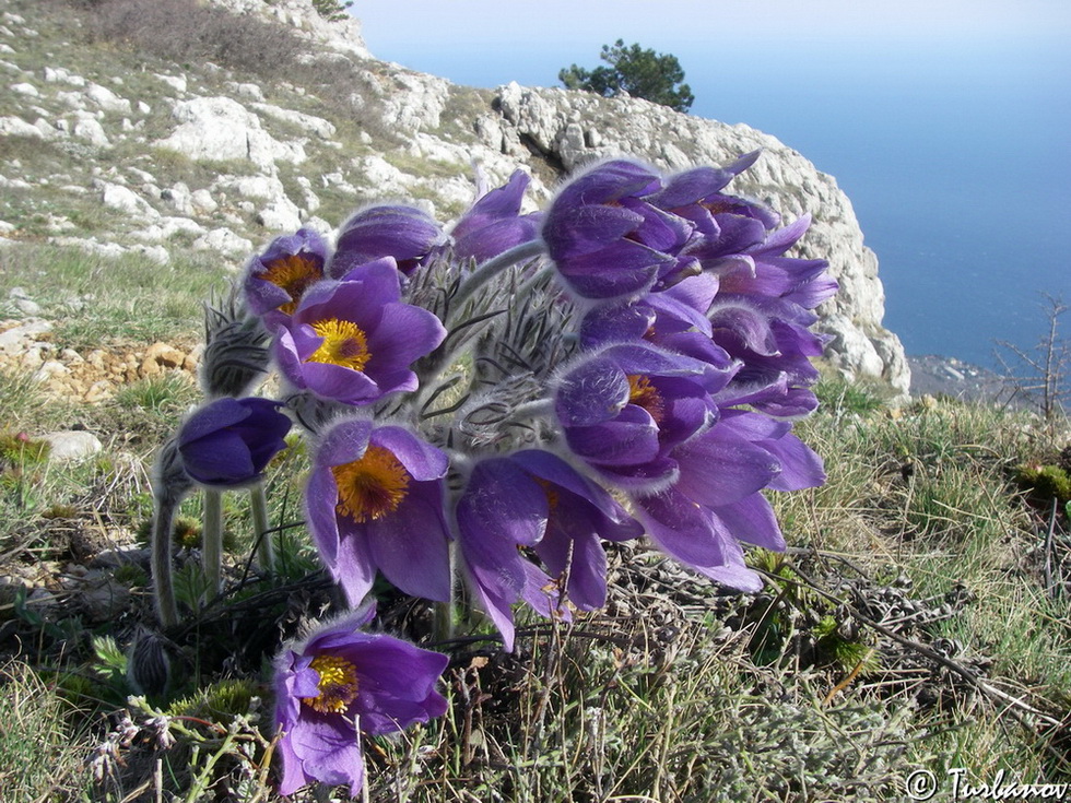 Image of Pulsatilla taurica specimen.