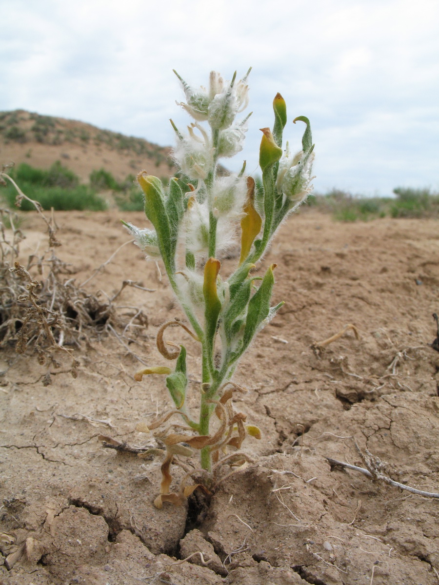 Image of Lachnoloma lehmannii specimen.