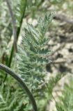 Pyrethrum poteriifolium