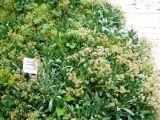 Aurinia saxatilis. Цветущее растение. Волгоград, Ботсад ВГСПУ, в культуре. 16.06.2017.