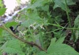 Silene saxatilis