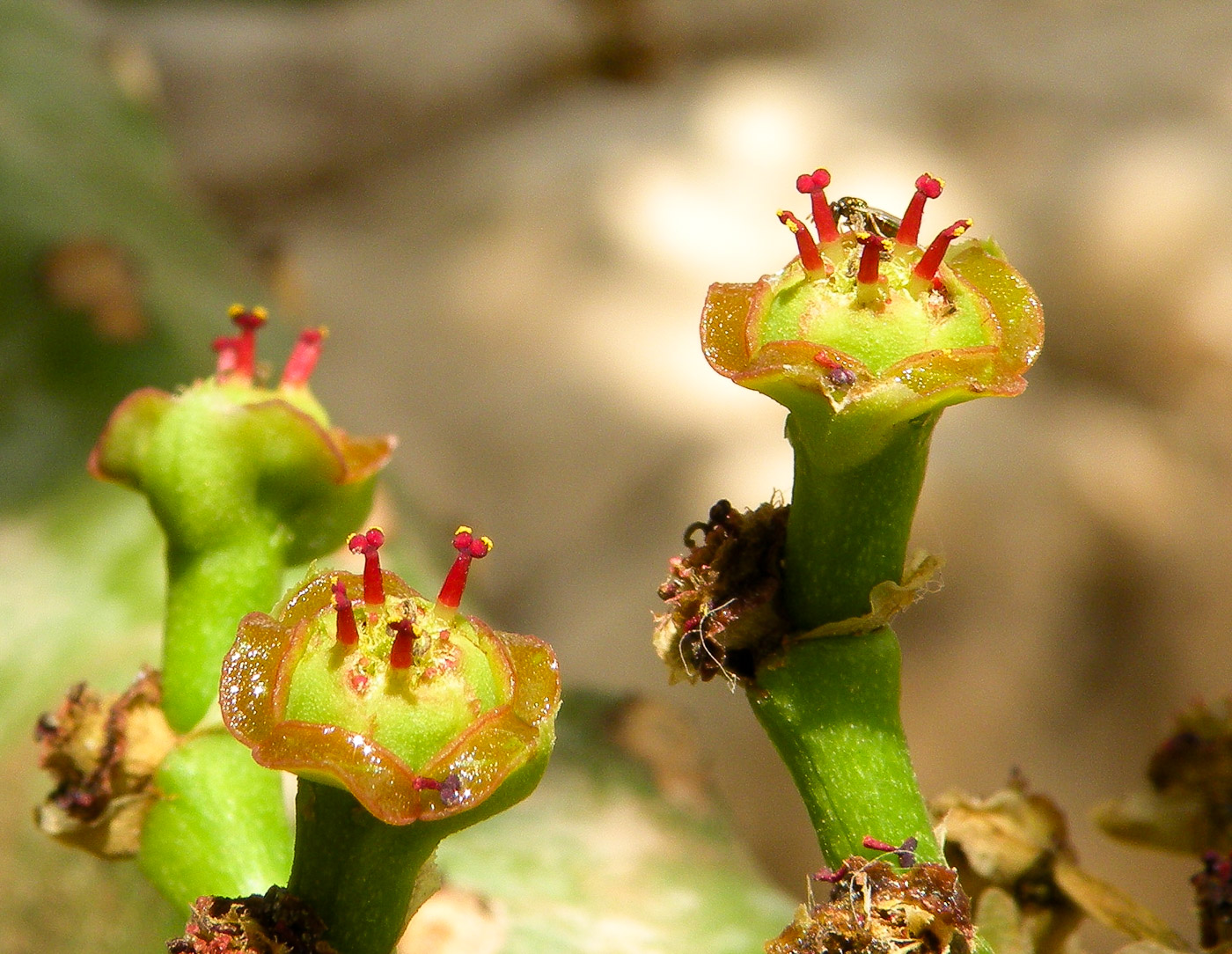 Image of Euphorbia neriifolia specimen.