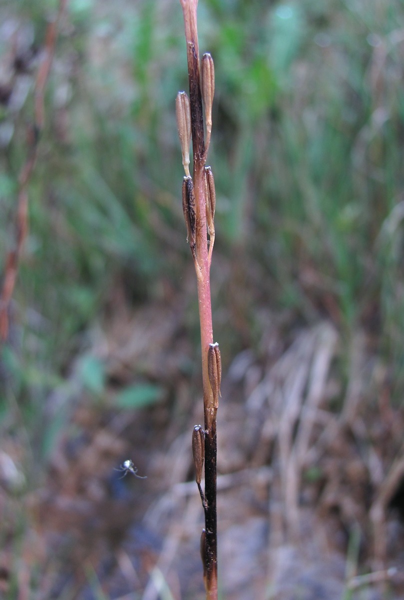 Image of Triglochin palustris specimen.