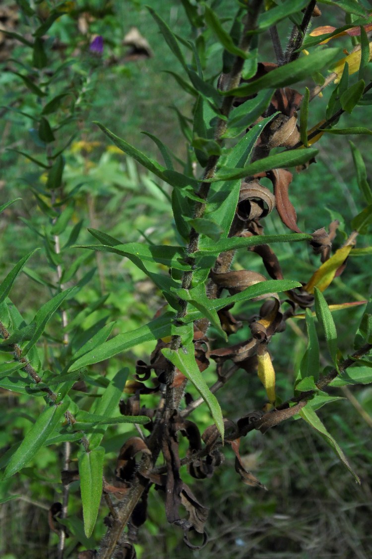 Image of Symphyotrichum novae-angliae specimen.