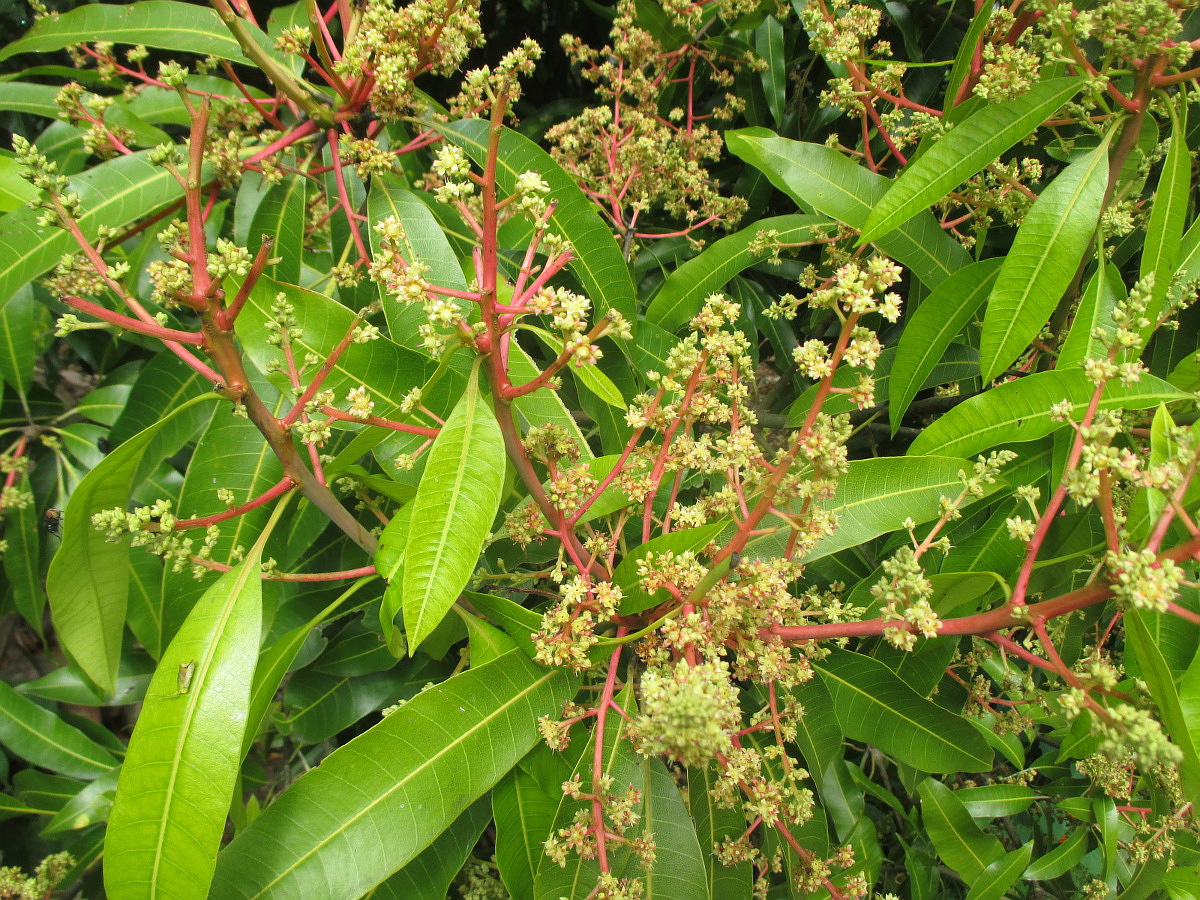 Image of Mangifera indica  specimen.