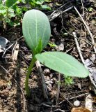 Echinocystis lobata. Проросток с семядольными листьями и начинающим развиваться стеблем. Украина, Черкасская обл., Каневский р-н, Региональный ландшафтный парк \"Трахтемиров\", белоакациевый лес у Днепра. 24 апреля 2010 г.