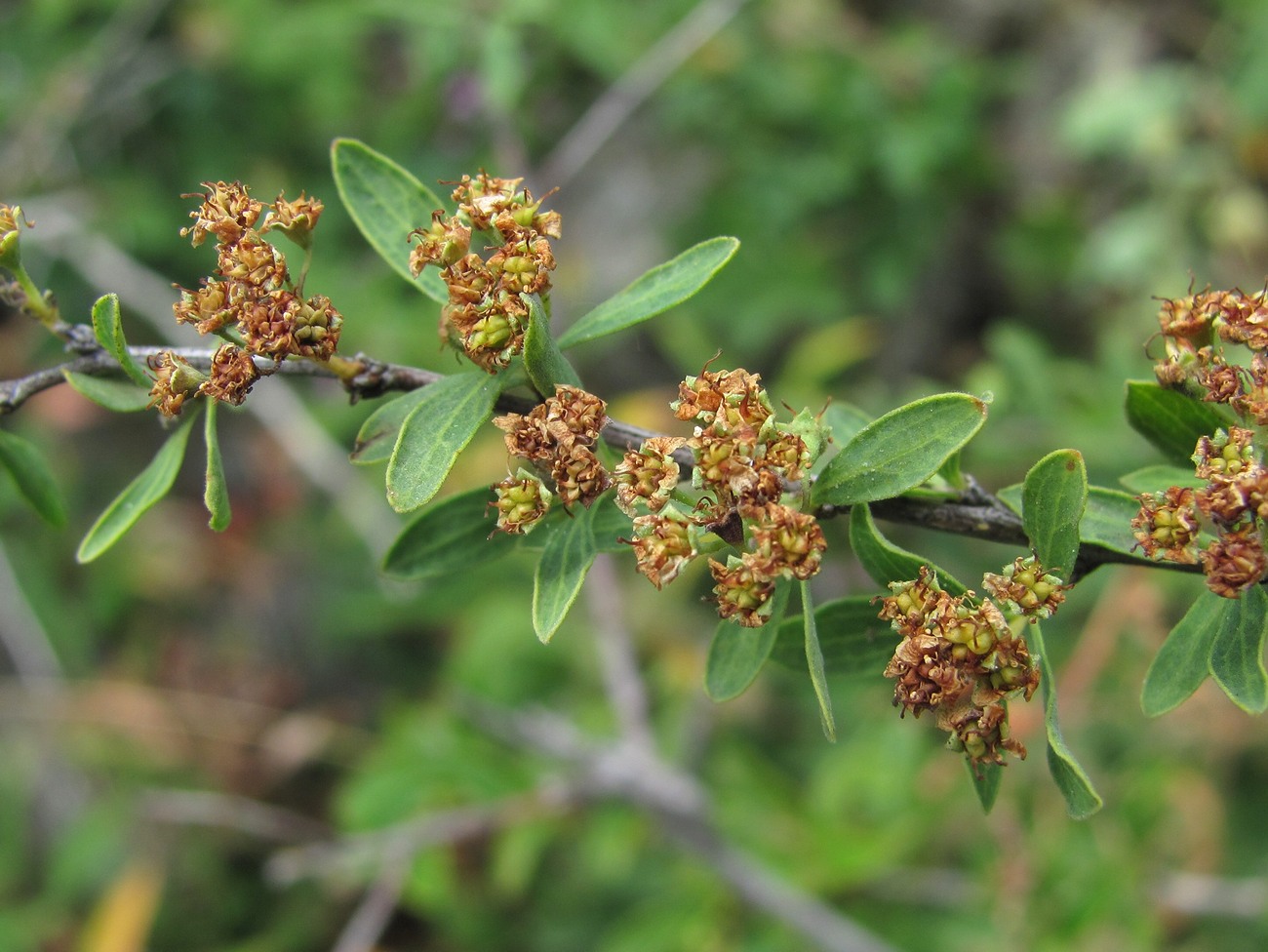 Изображение особи Spiraea crenata.