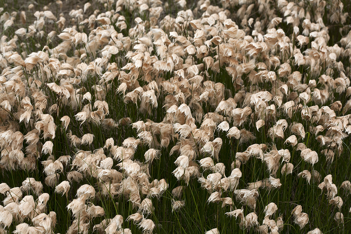 Изображение особи Eriophorum russeolum.