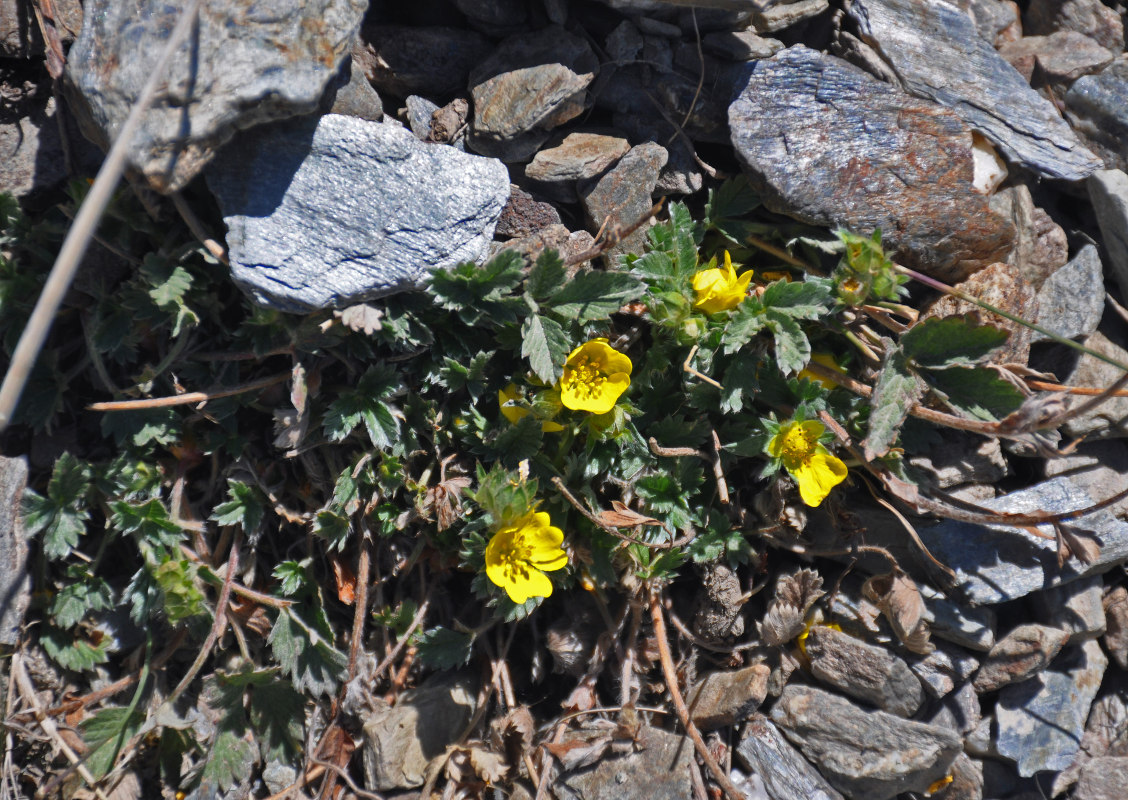 Image of genus Potentilla specimen.