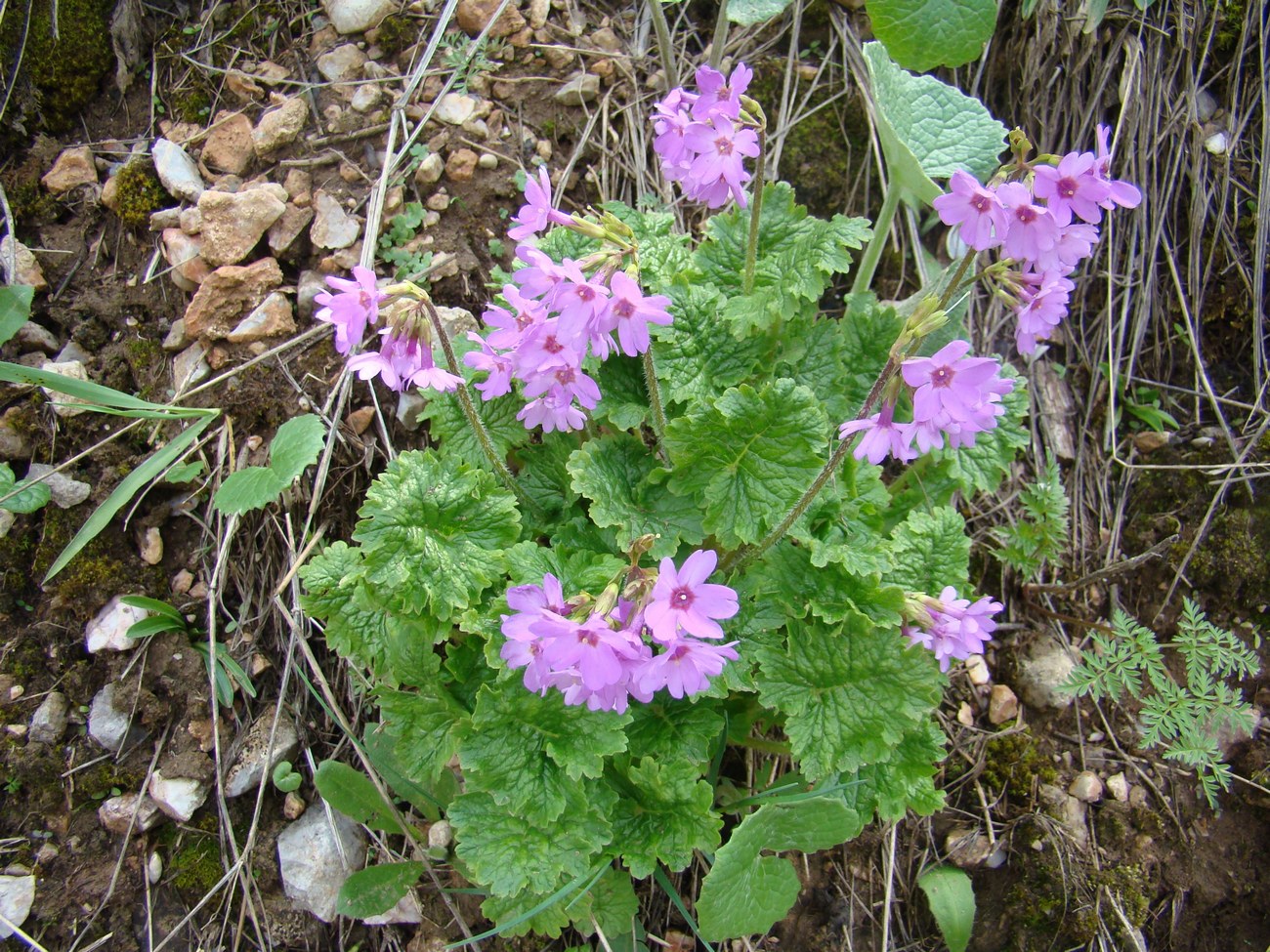 Image of Primula kaufmanniana specimen.