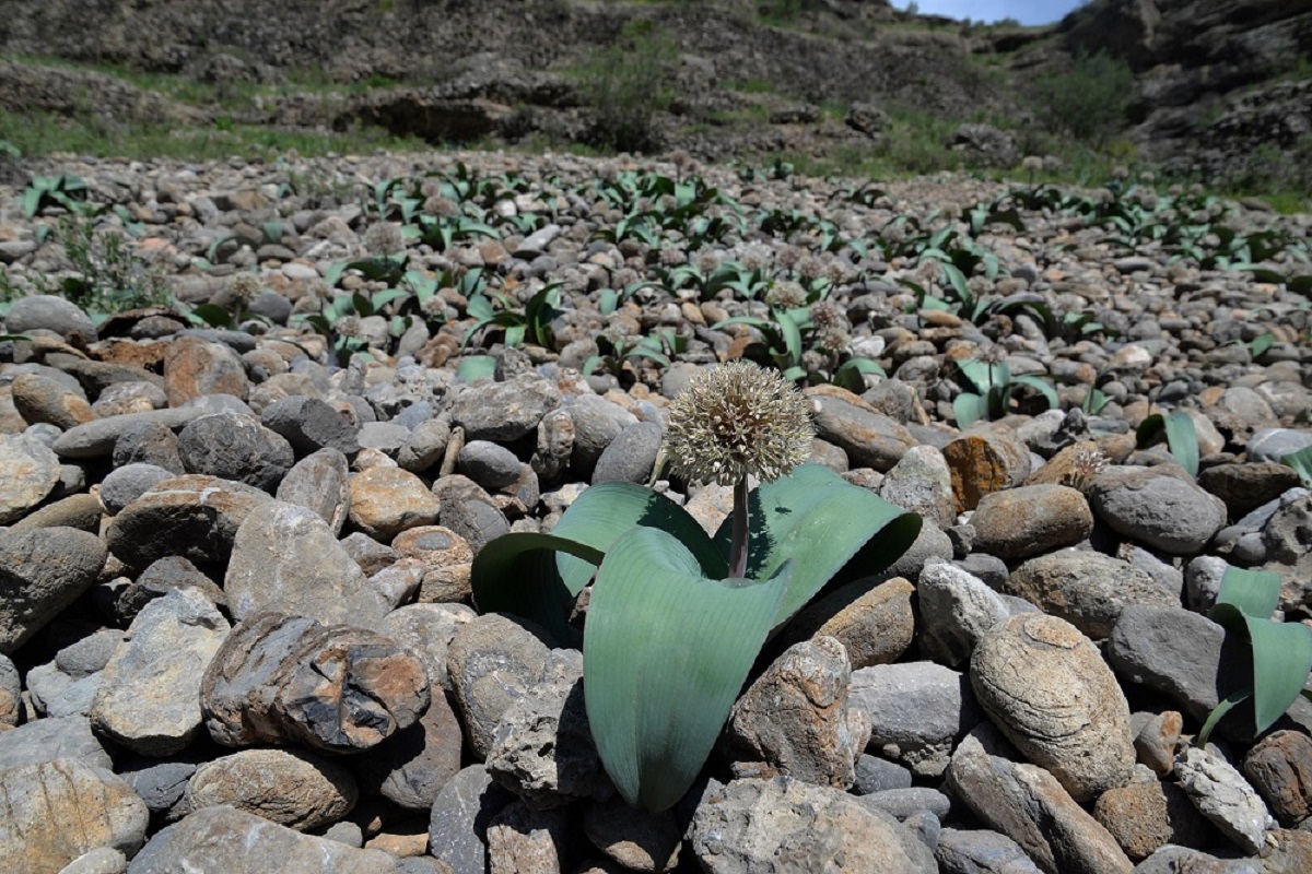 Image of Allium karataviense specimen.