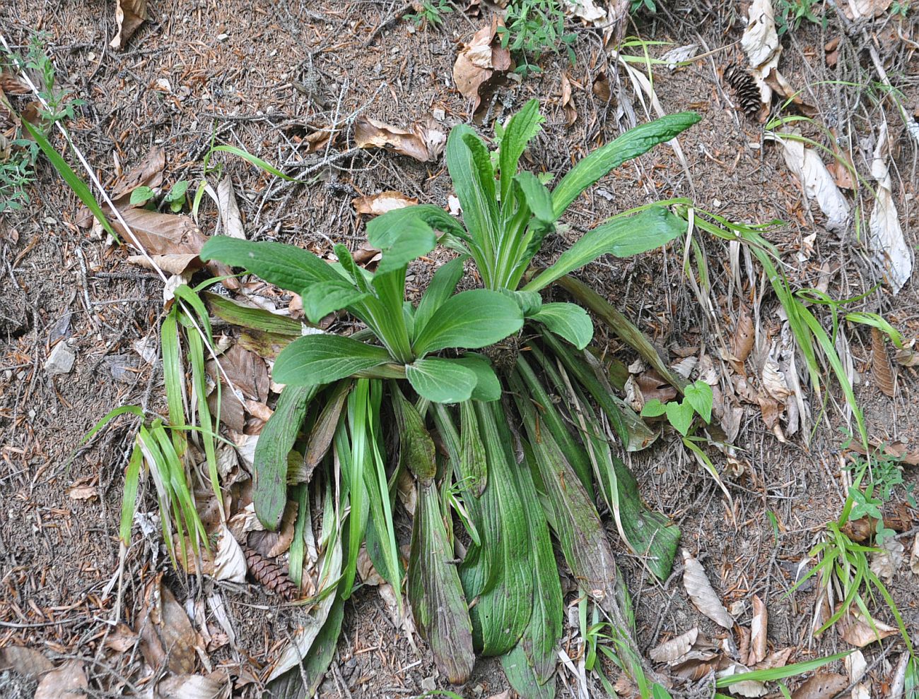 Image of genus Digitalis specimen.