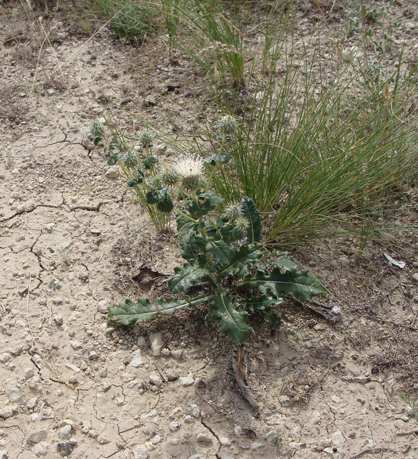 Image of Cousinia astracanica specimen.