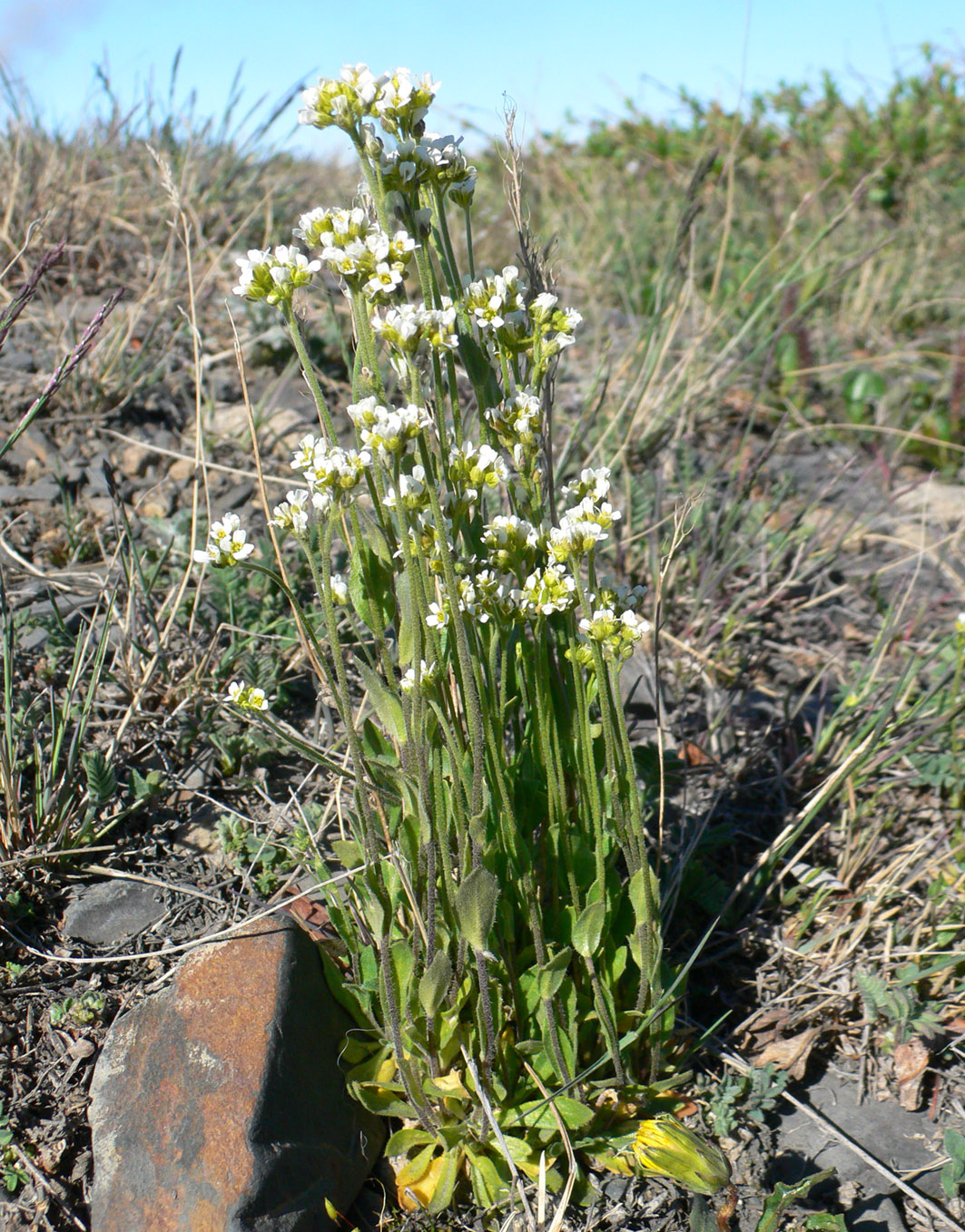 Изображение особи род Draba.