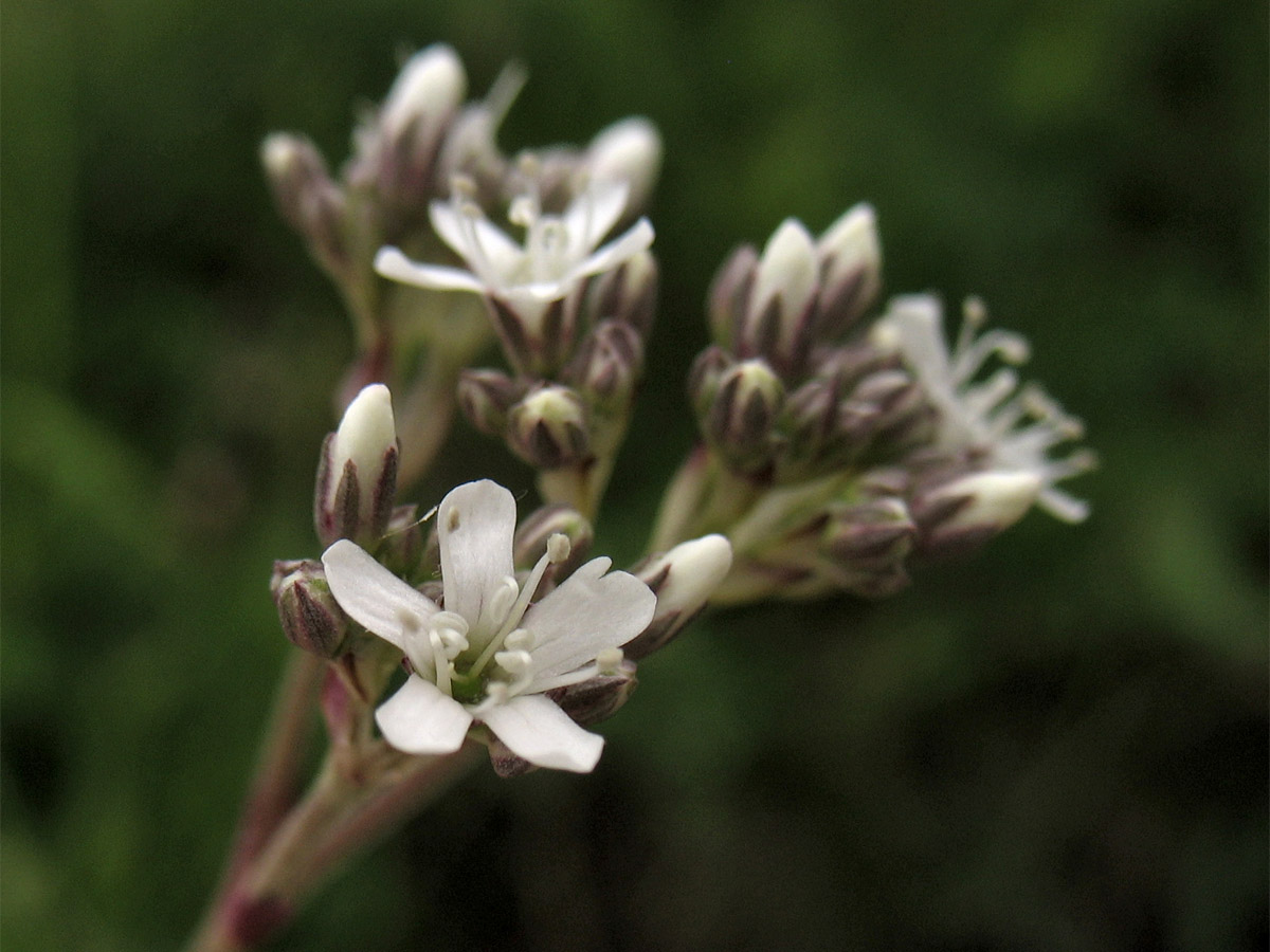 Image of Gypsophila fastigiata specimen.