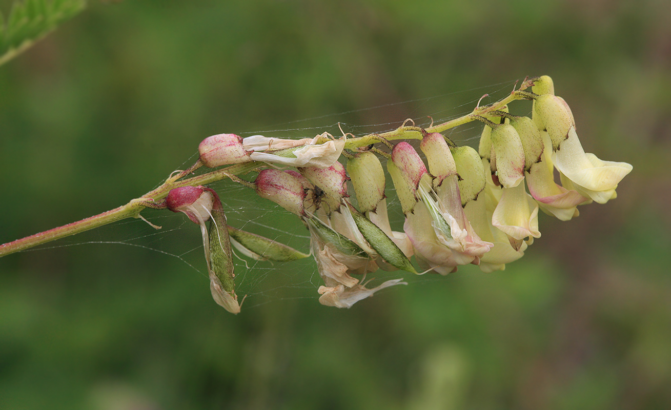 Изображение особи Astragalus membranaceus.