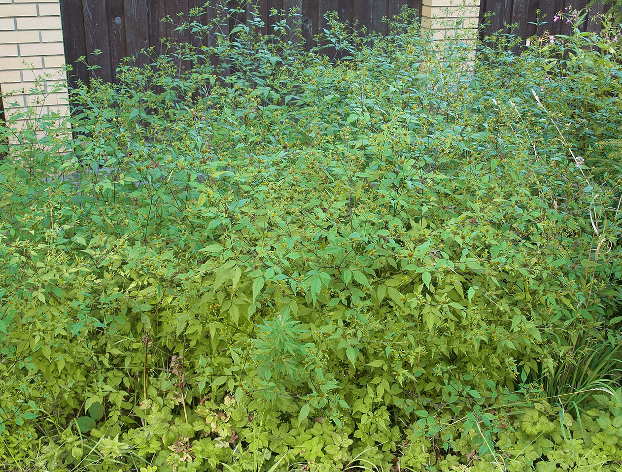 Image of Bidens frondosa specimen.