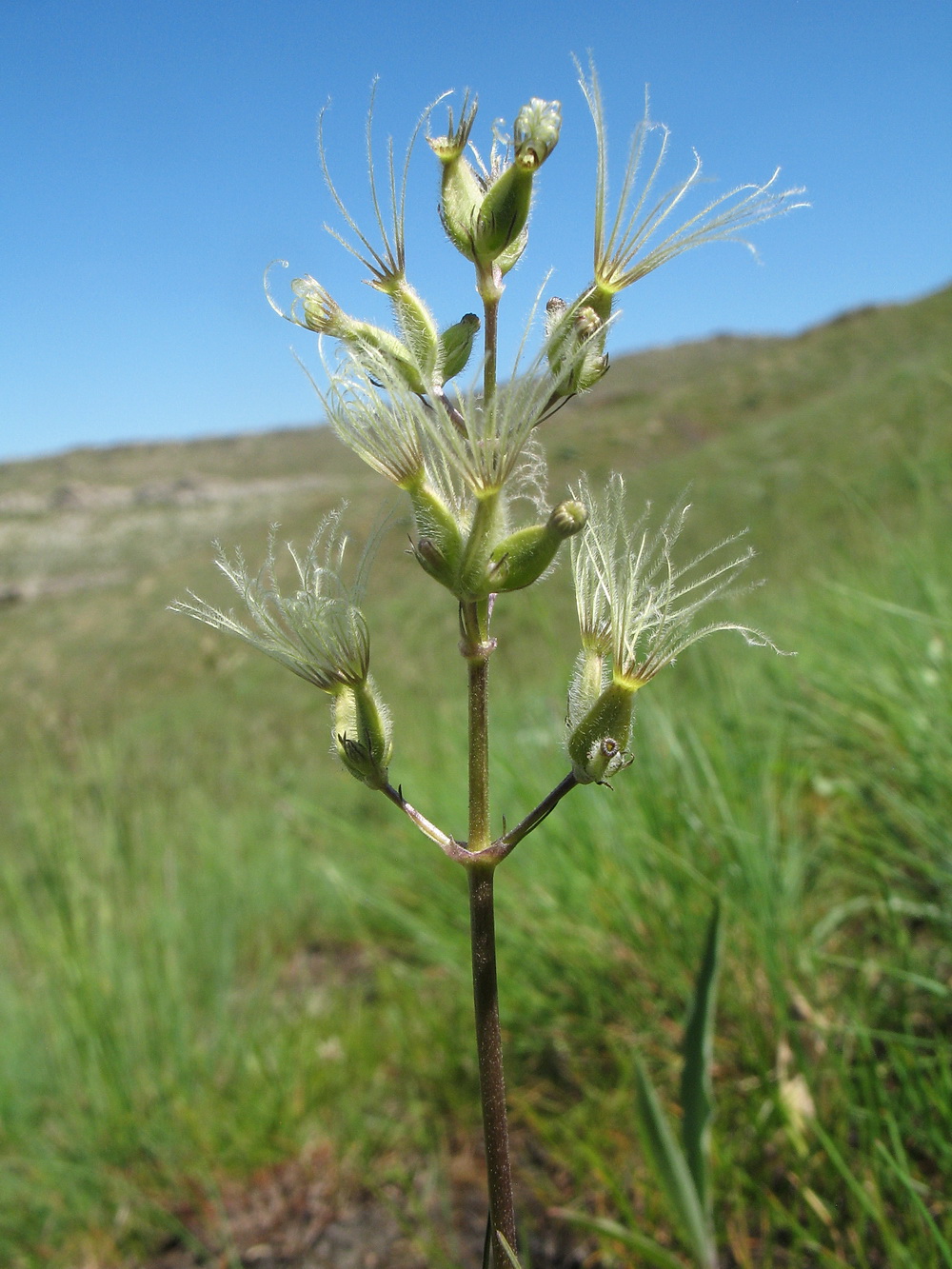 Image of Valeriana chionophila specimen.