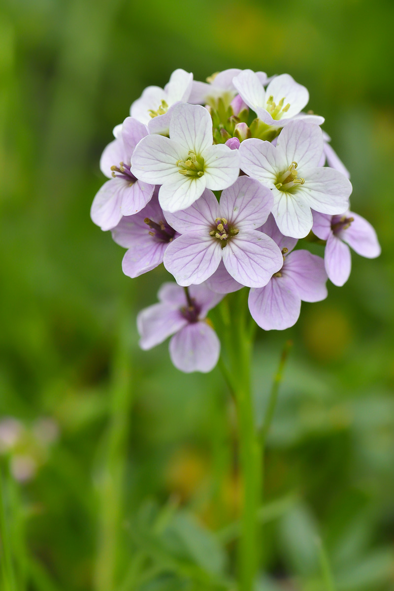 Image of Cardamine uliginosa specimen.