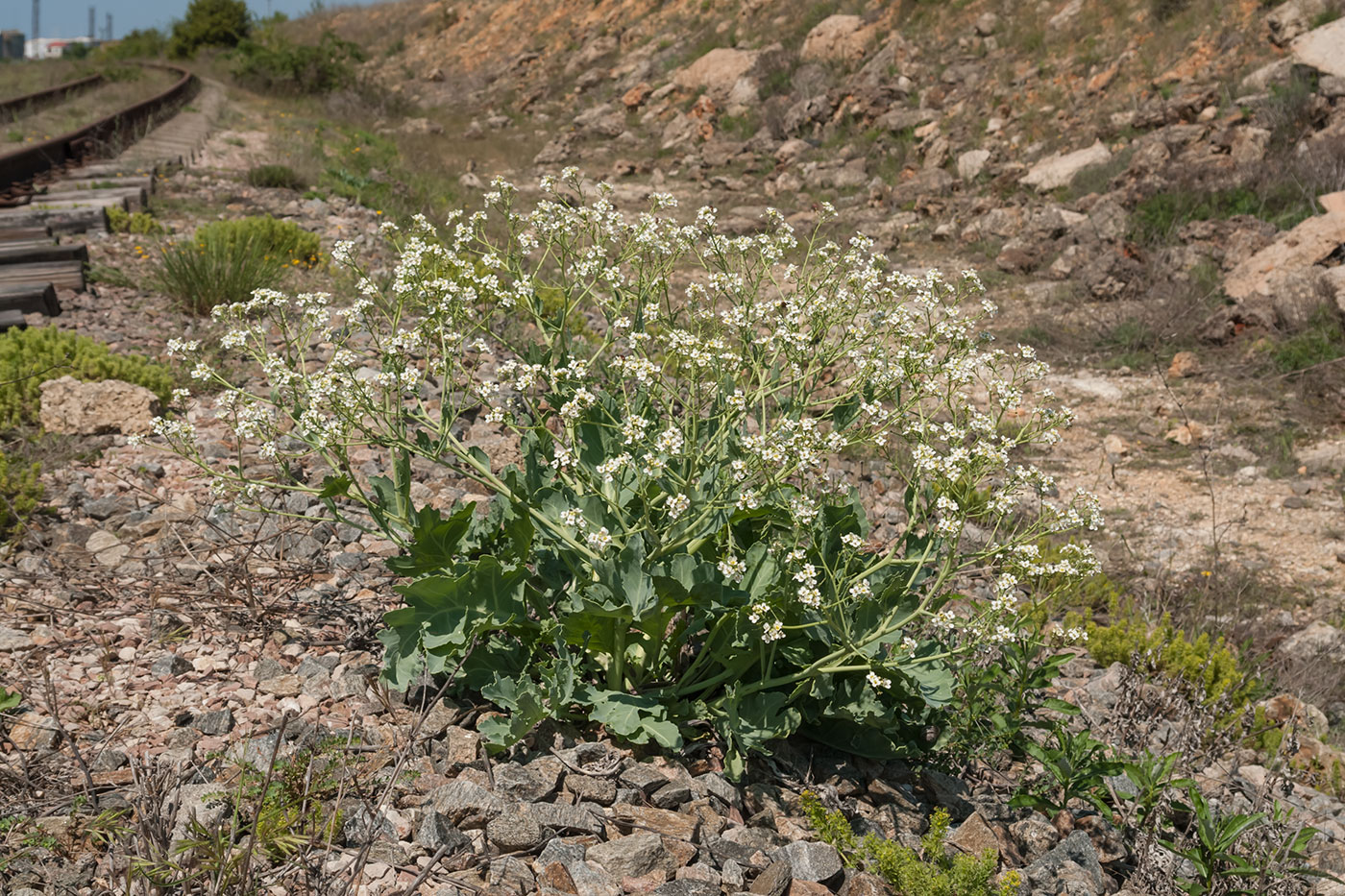 Изображение особи Crambe maritima.