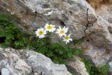 genus Pyrethrum