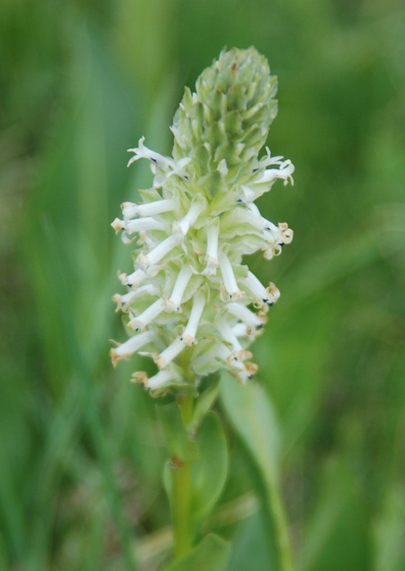 Изображение особи Lagotis integrifolia.