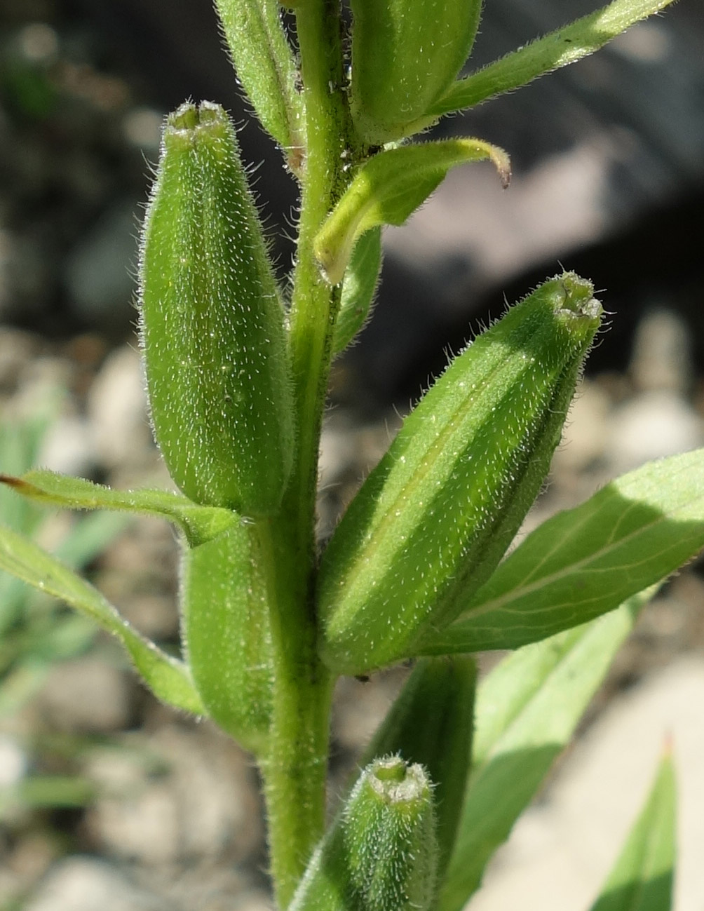 Изображение особи Oenothera biennis.