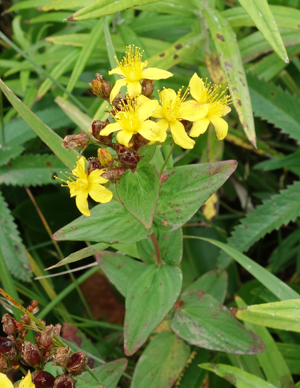 Изображение особи Hypericum erectum.