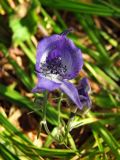 Aconitum delphiniifolium