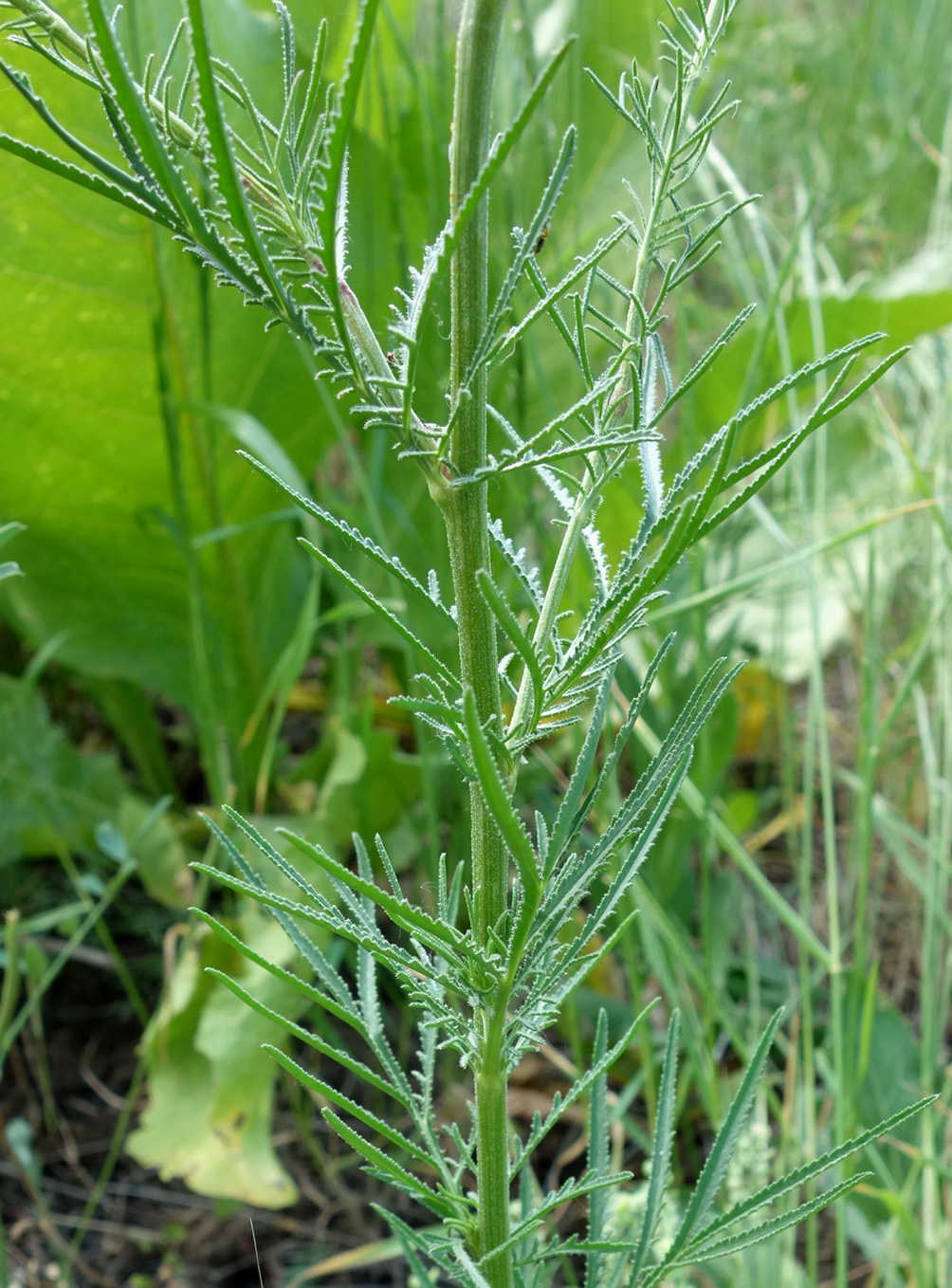 Изображение особи Crupina vulgaris.