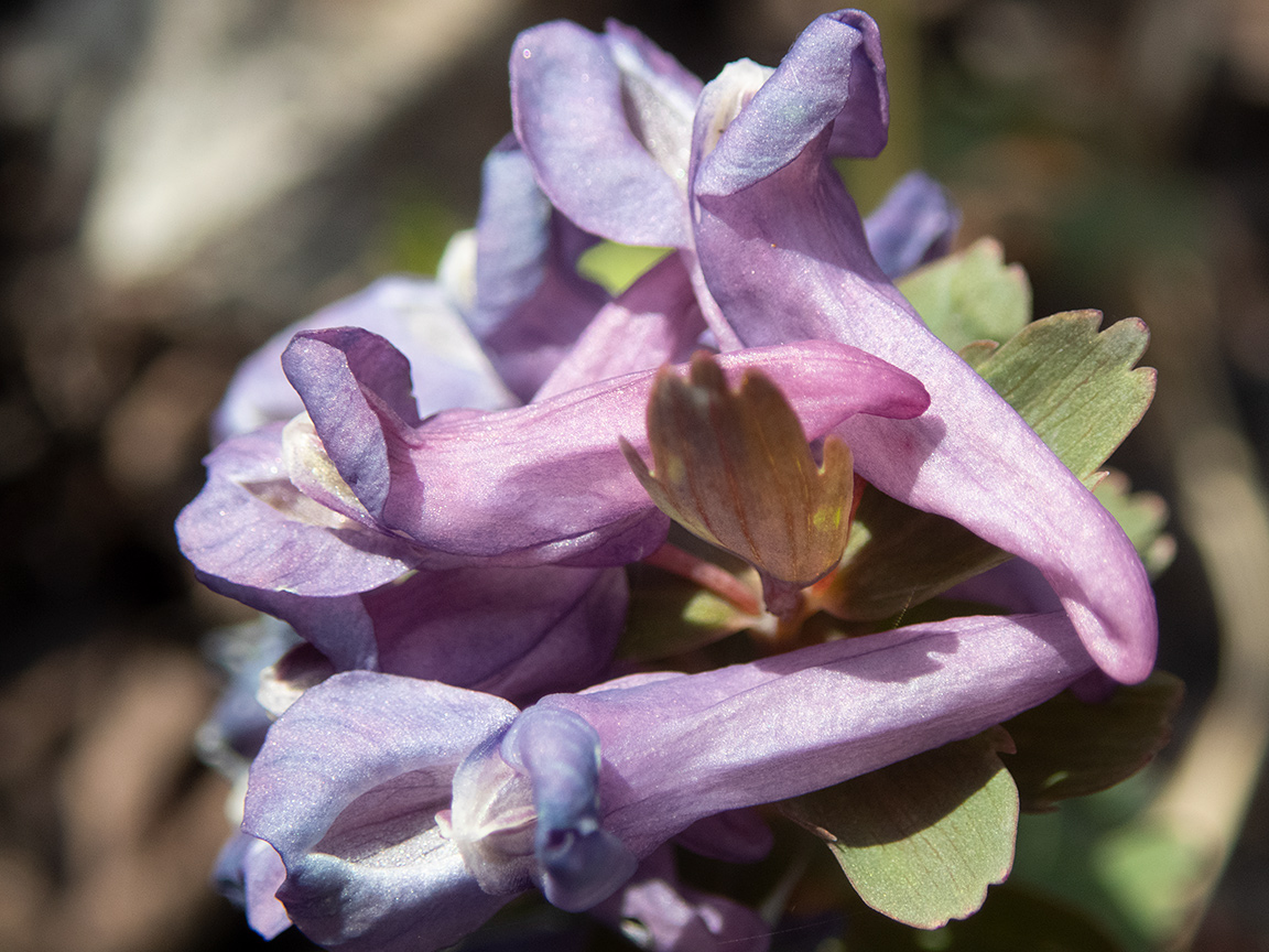 Image of Corydalis solida specimen.