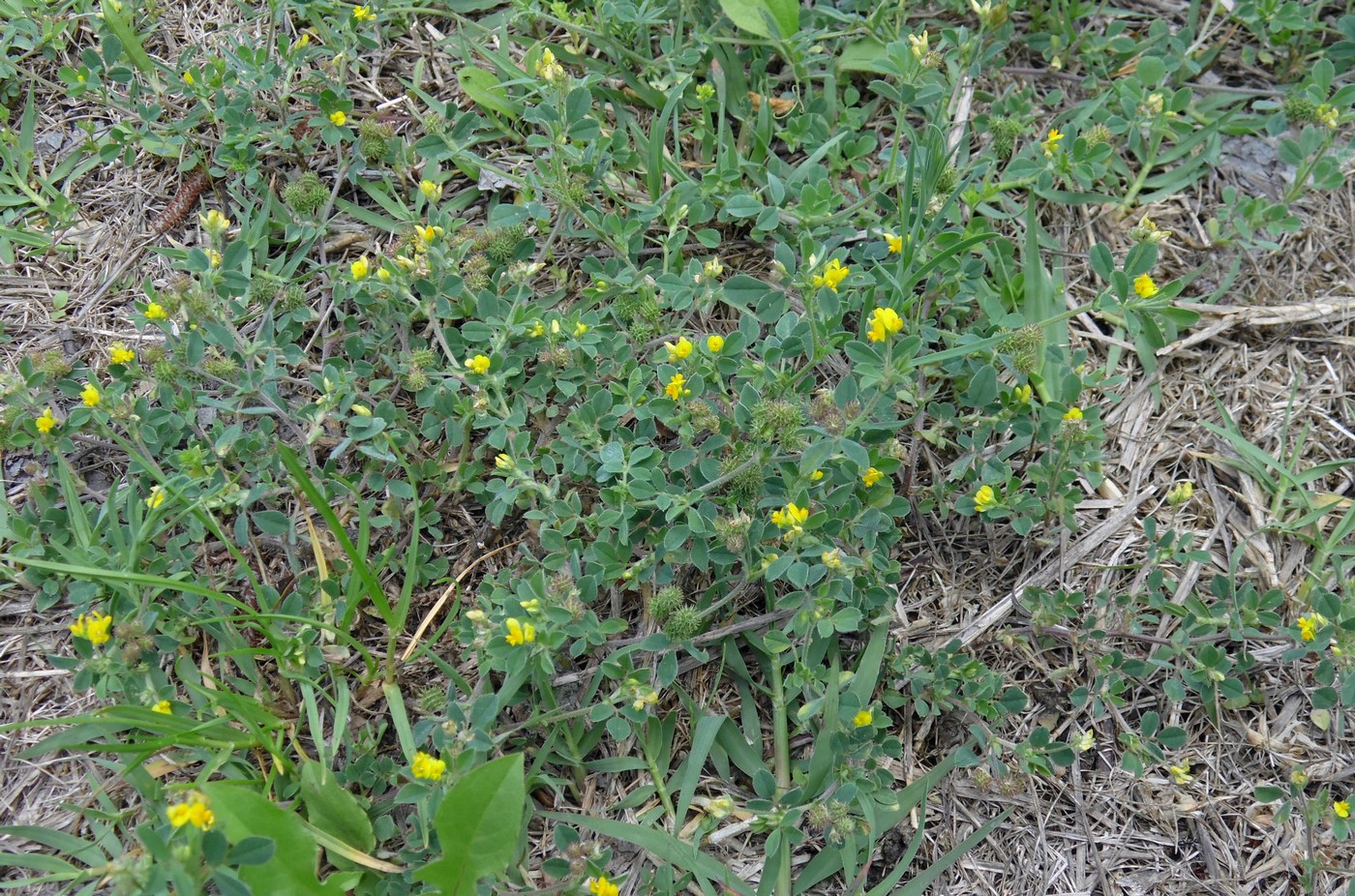 Изображение особи Medicago minima.