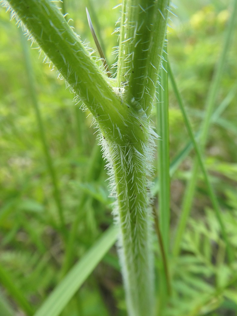 Изображение особи Laserpitium prutenicum.