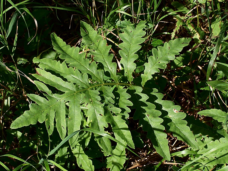 Image of Onoclea sensibilis specimen.