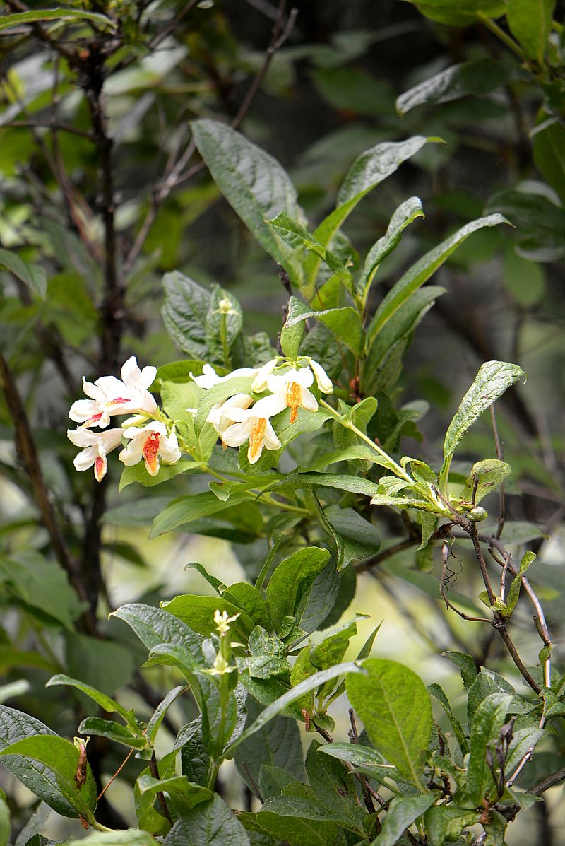 Image of Weigela middendorffiana specimen.