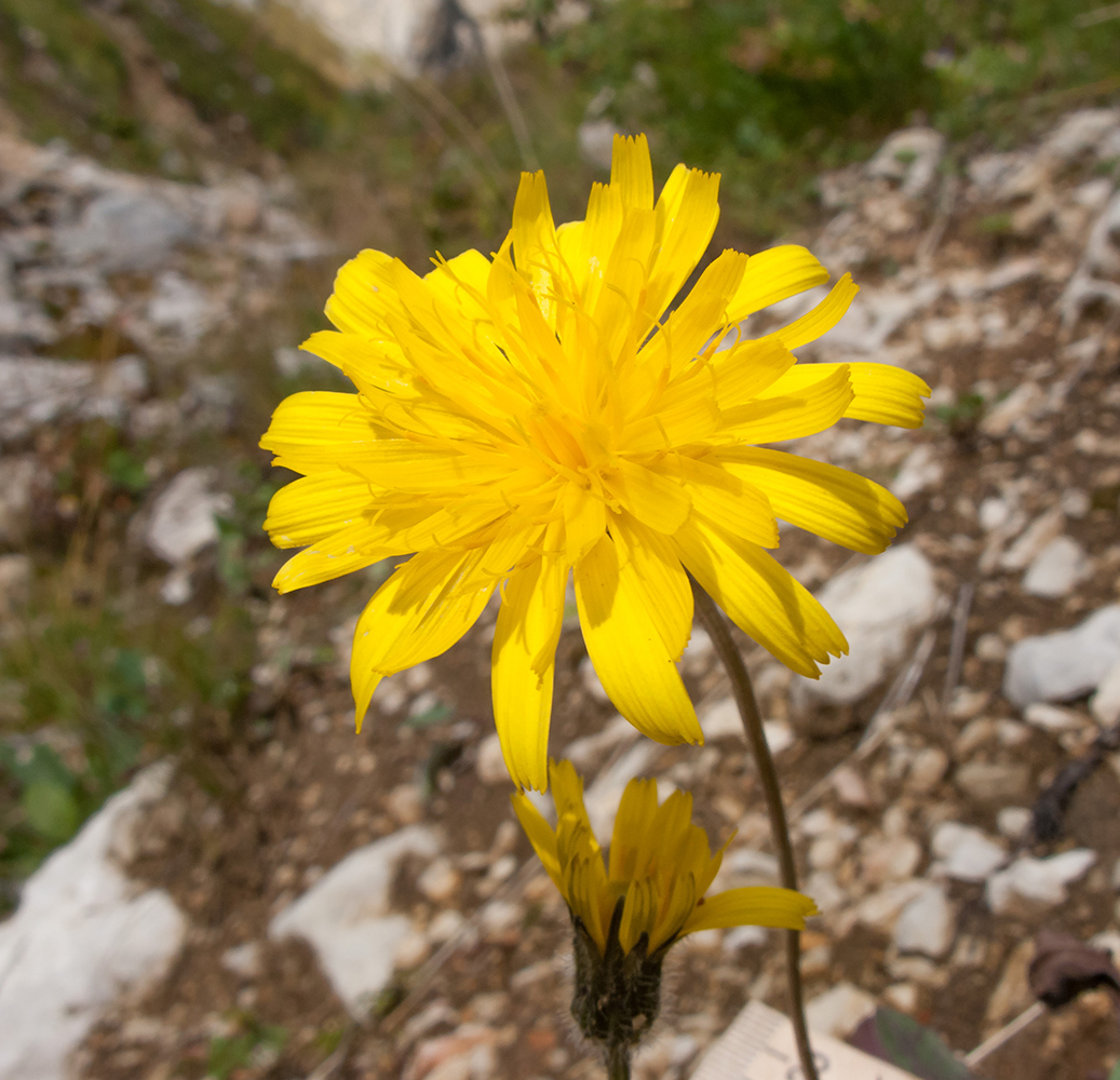 Image of Leontodon caucasicus specimen.