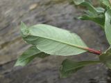 Salix pantosericea. Лист с повреждённой верхушкой (вид снизу). Кабардино-Балкария, Эльбрусский р-н, ок. 2650 м н.у.м., берег р. Ирикчат. 06.07.2020.