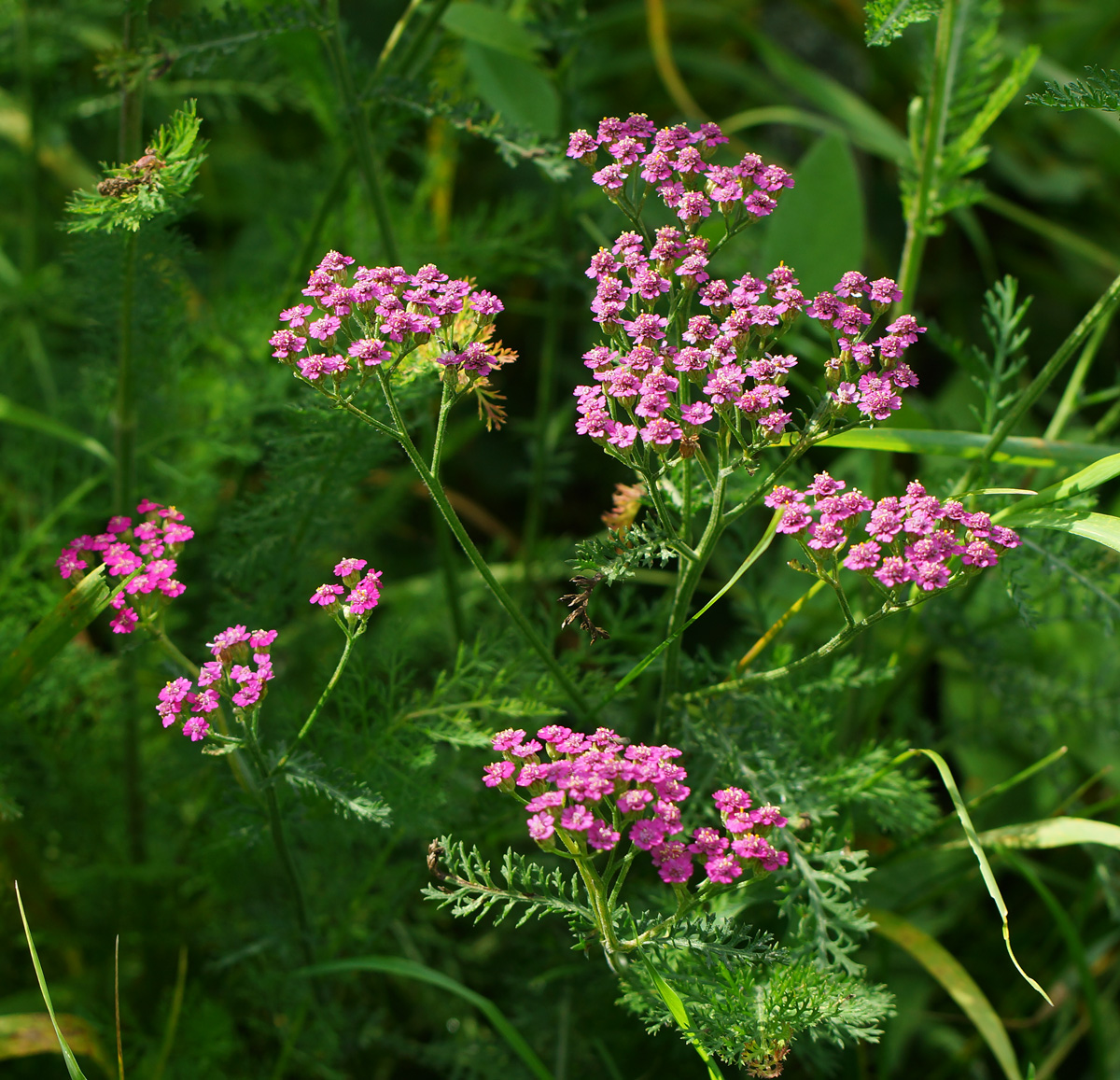 Image of Achillea millefolium specimen.