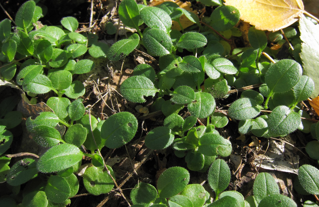 Изображение особи Myosotis sparsiflora.