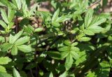 Cardamine quinquefolia