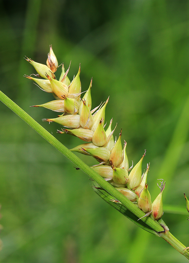 Image of Carex raddei specimen.