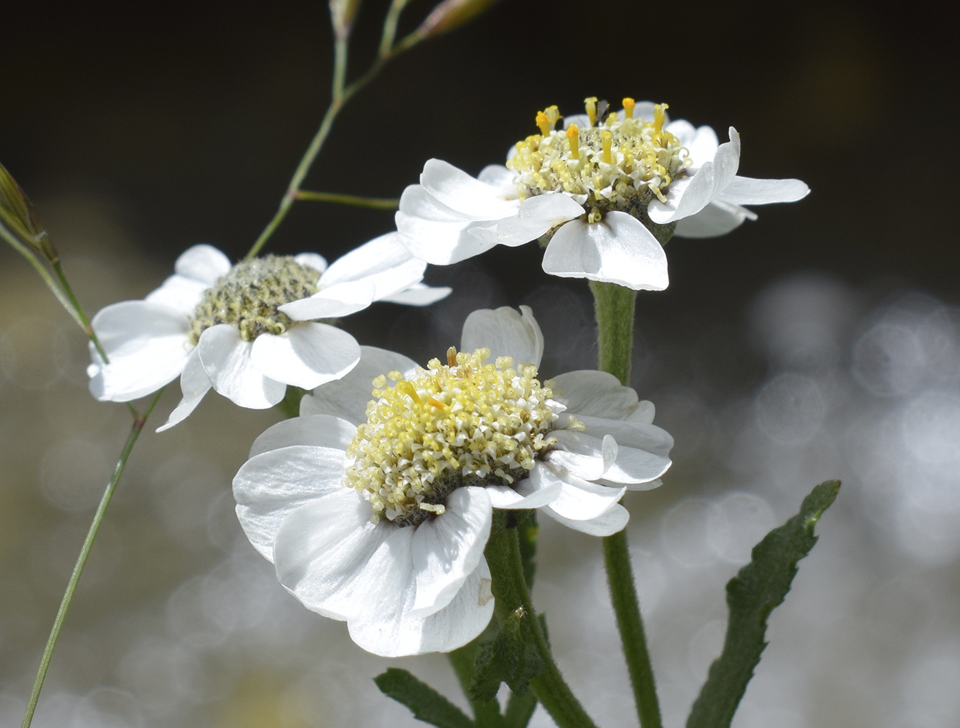 Image of Achillea pyrenaica specimen.