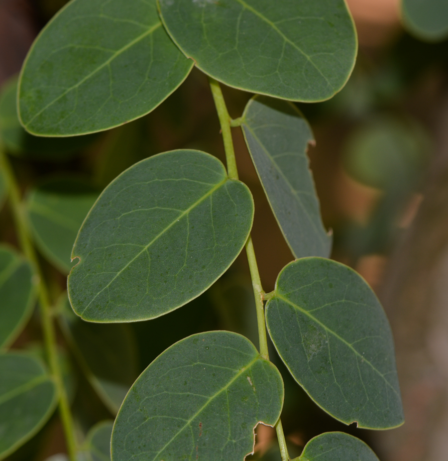 Image of genus Phyllanthus specimen.