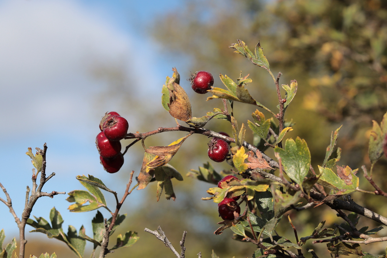 Image of Crataegus &times; tournefortii specimen.