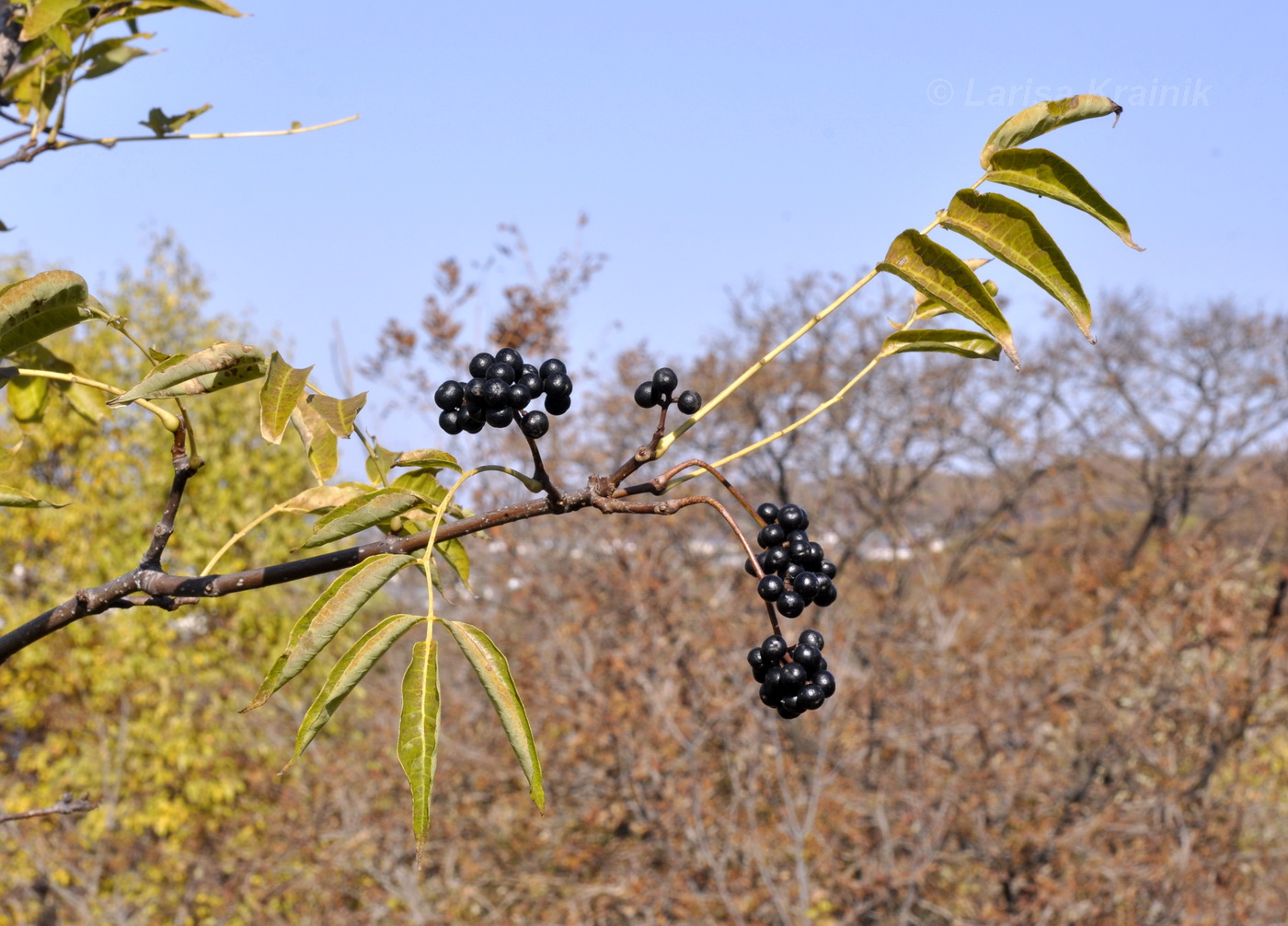 Изображение особи Phellodendron amurense.